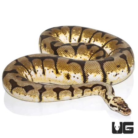 Bumblebee Ball Python, adult female, showcasing vibrant yellow and black pattern. Perfect for reptil.