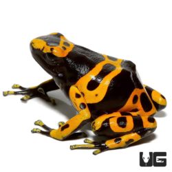 Adult Bumblebee Dart Frog For Sale - Underground Reptiles