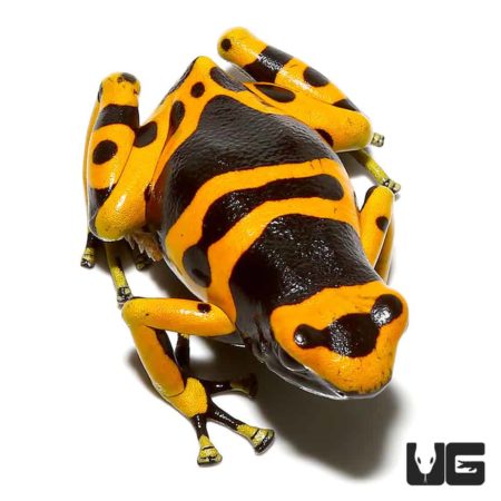 Adult Bumblebee Dart Frog For Sale - Underground Reptiles