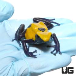 Adult Citronella Tinctorius Dart Frogs For Sale - Underground Reptiles