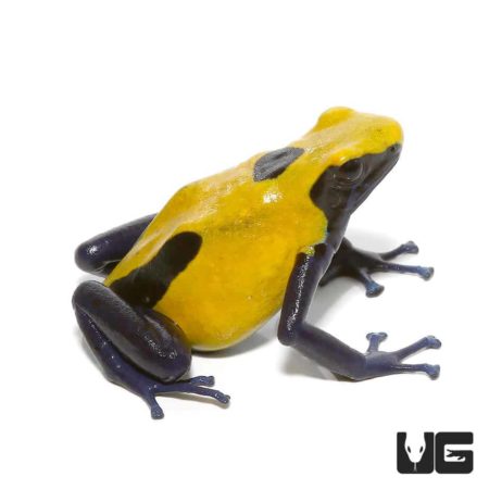 Adult Citronella Tinctorius Dart Frogs For Sale - Underground Reptiles