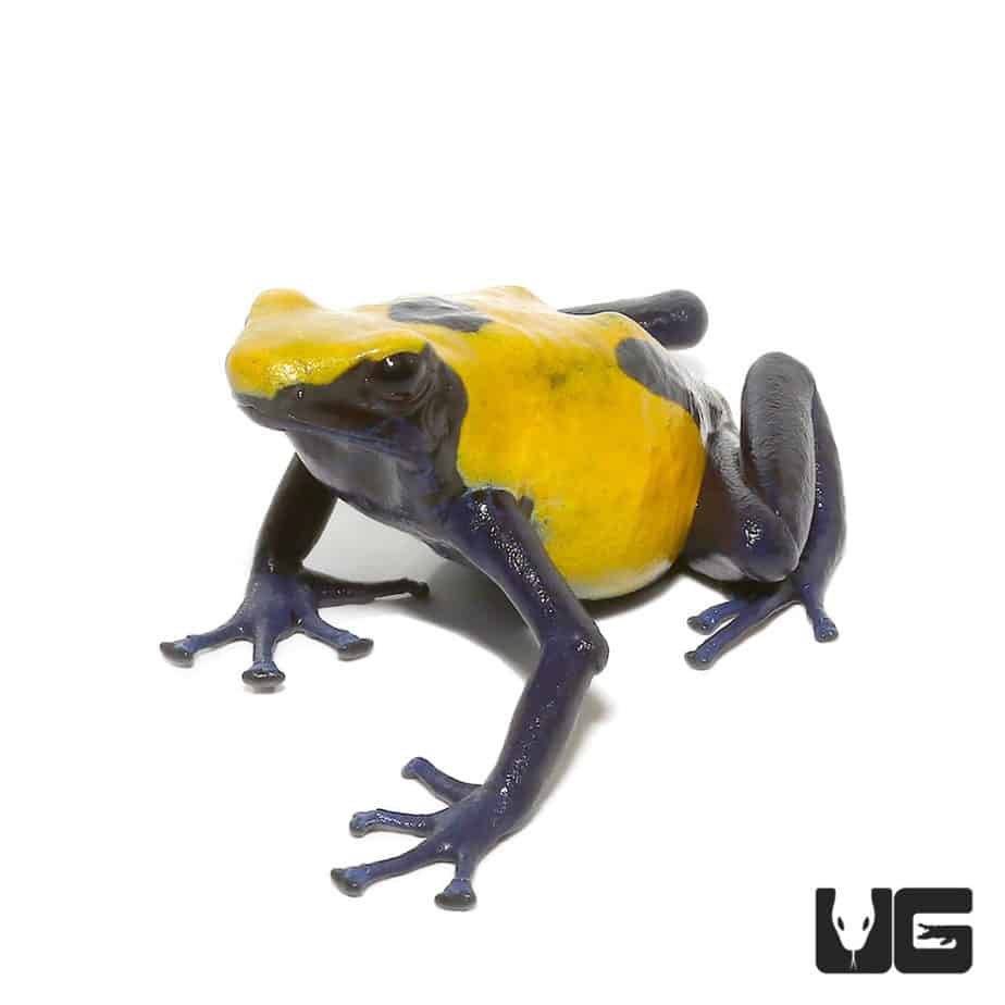 Citronella Tinctorius Dart Frogs For Sale Underground Reptiles