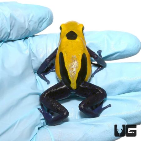 Adult Citronella Tinctorius Dart Frogs For Sale - Underground Reptiles