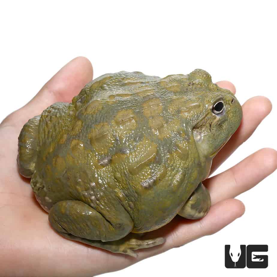 Large Adult Giant Pixie Frog (Pyxicephalus adspersus) For Sale