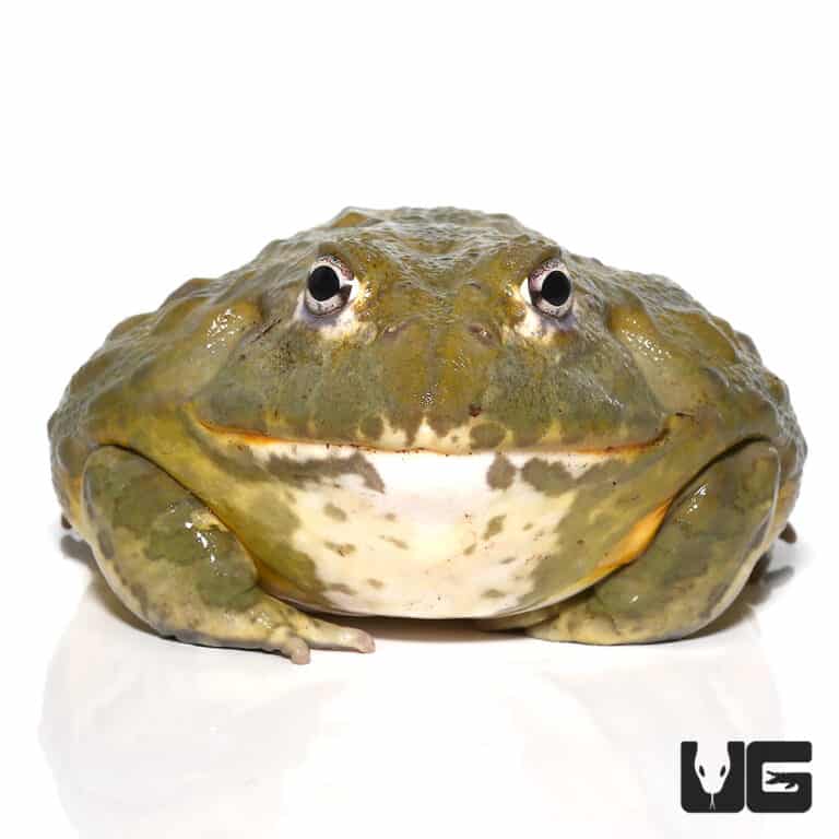 Large Adult Giant Pixie Frog (Pyxicephalus adspersus) For Sale