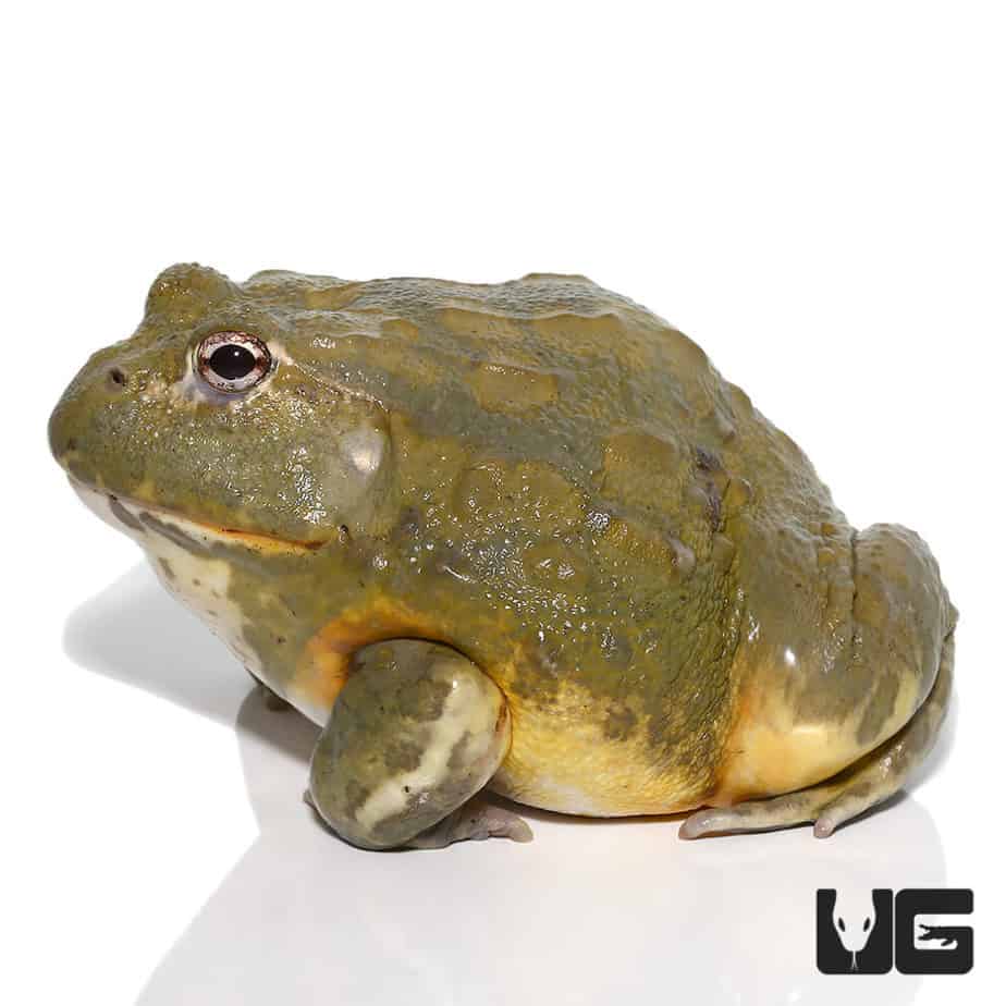 Large Adult Giant Pixie Frog (Pyxicephalus adspersus) For Sale