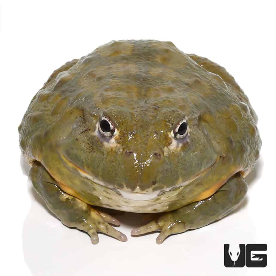 Large Adult Giant Pixie Frog (Pyxicephalus adspersus) For Sale