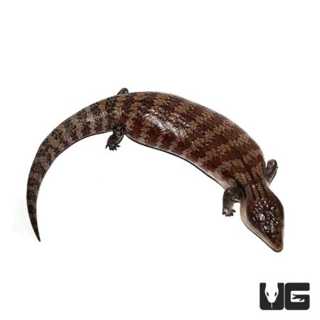 Irian Jaya Blue Tongue Skink For Sale - Underground Reptiles