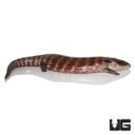 Irian Jaya Blue Tongue Skink For Sale - Underground Reptiles