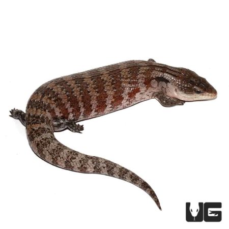 Irian Jaya Blue Tongue Skink For Sale - Underground Reptiles