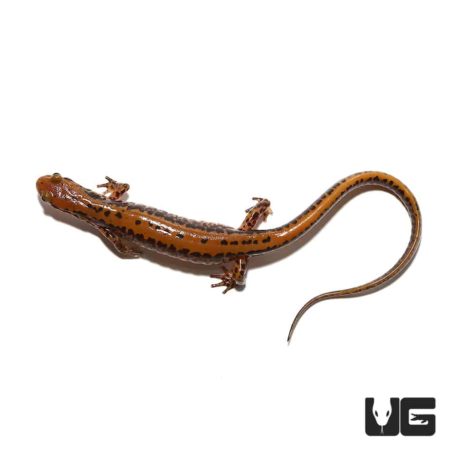 Adult Long Tail Salamander For Sale - Underground Reptiles
