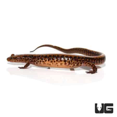Adult Long Tail Salamander For Sale - Underground Reptiles
