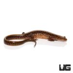 Adult Long Tail Salamander For Sale - Underground Reptiles