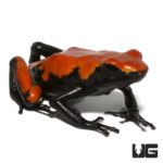 Adult Orange Splashback Dart Frogs For Sale - Underground Reptiles