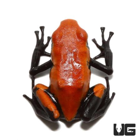 Vivid orange and black adult Dart Frog, native to tropical rainforests.
