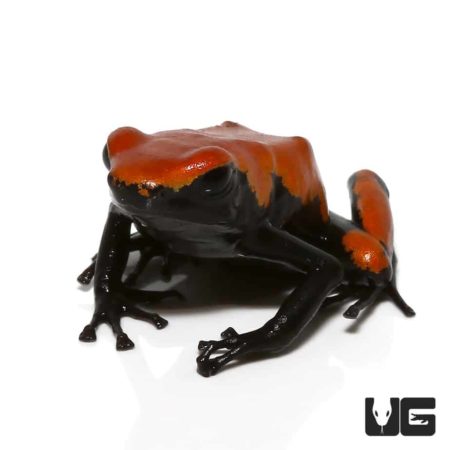 Adult Orange Splashback Dart Frogs For Sale - Underground Reptiles