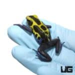 Adult Yellow Sipaliwini Dart Frogs For Sale - Underground Reptiles