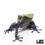 Adult Yellow Sipaliwini Dart Frogs For Sale - Underground Reptiles