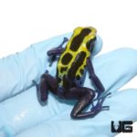 Adult Yellow Sipaliwini Dart Frogs For Sale - Underground Reptiles