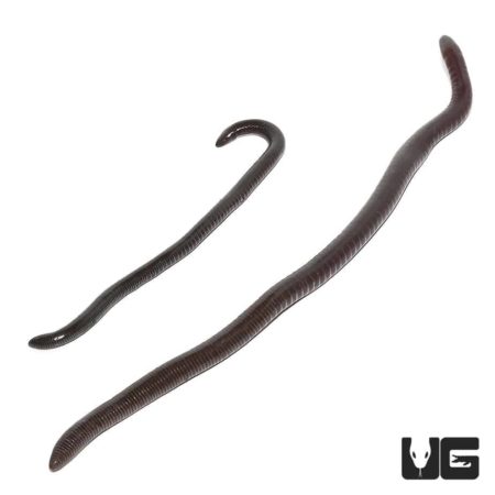 African Caecilian for sale - Underground Reptiles