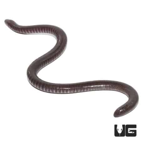 Gaboon Caecilian, a legless amphibian with smooth, dark skin, native to Central Africa.
