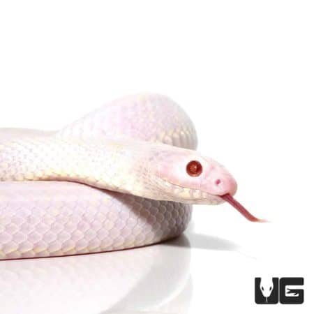 Albino California Kingsnakes For Sale - Underground Reptiles