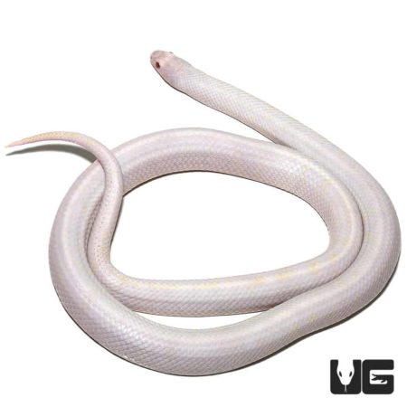 Albino California Kingsnakes For Sale - Underground Reptiles