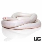Albino California Kingsnakes For Sale - Underground Reptiles