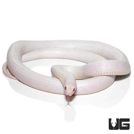 Albino California Kingsnake in a coiled position, showcasing its striking white and yellow coloratio.