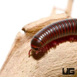 American Giant Millipede For Sale - Underground Reptiles