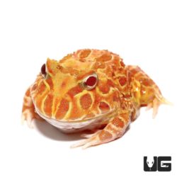 Apricot Pacman Frogs For Sale - Underground Reptiles