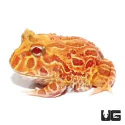 Apricot Pacman Frogs For Sale - Underground Reptiles