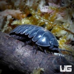 Armadillidium Vulgare Wildtype Isopods For Sale - Underground Reptiles