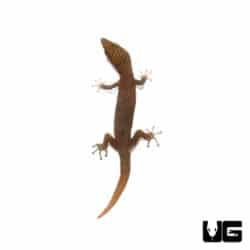 Ashy Geckos For Sale - Underground Reptiles