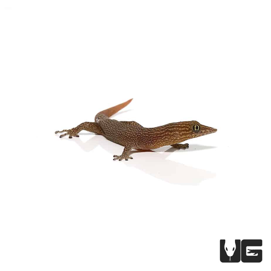 Ashy Geckos (Sphaerodactylus elegans) For Sale Underground Reptiles