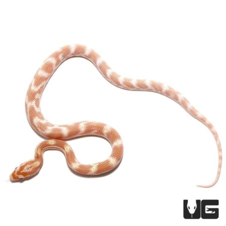 Baby Albino Caramel Cornsnake For Sale - Underground Reptiles