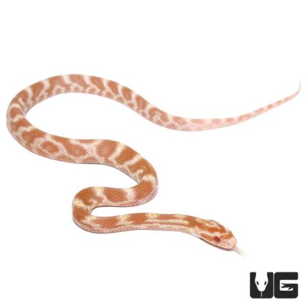 Baby Albino Caramel Cornsnake For Sale - Underground Reptiles