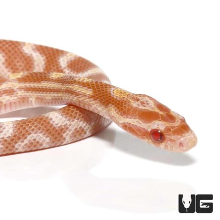 Baby Albino Caramel Cornsnake For Sale - Underground Reptiles