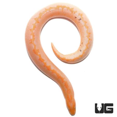 Baby Albino Paradox Stripe Kenyan Sand Boas For Sale - Underground Reptiles