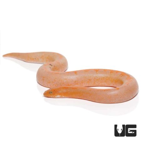 Albino Stripe Kenyan Sand Boa - Paradox Morph.