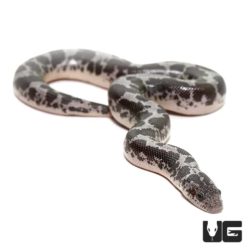 Baby Anery Kenyan Sand Boas For Sale - Underground Reptiles