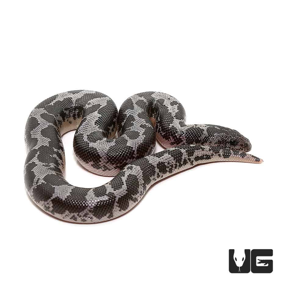 Black and White Kenyan Sand Boa for Sale