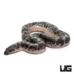 Baby Anery Kenyan Sand Boas For Sale - Underground Reptiles