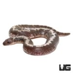 Baby Anery Stripe Kenyan Sand Boas For Sale - Underground Reptiles
