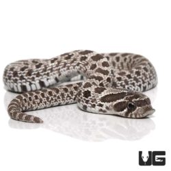 Baby Axanthic Western Hognose Snake For Sale - Underground Reptiles