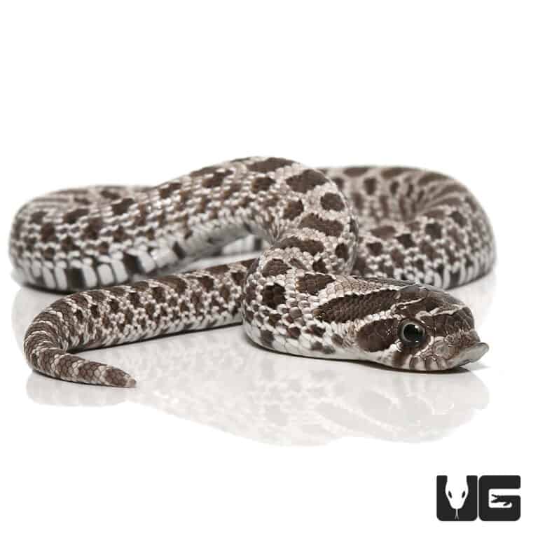 Baby Male Axanthic Western Hognose Snake Underground Reptiles