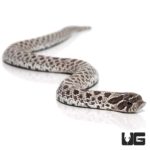 Baby Axanthic Western Hognose Snake For Sale - Underground Reptiles