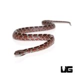 Baby Blood Red Cornsnake For Sale - Underground Reptiles
