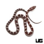Baby Blood Red Cornsnake For Sale - Underground Reptiles