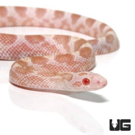 Baby Caramel Albino Diffused Cornsnake with vibrant coloration.